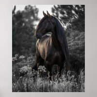 Horse Black White Photo Modern Poster