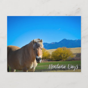 Horse Blue Sky and Montana Mountains Postcard