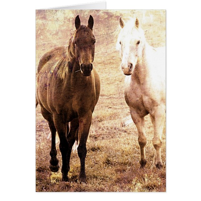 Horse Buddies (Front)