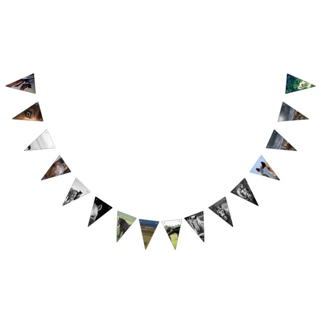 Horse Bunting (All)