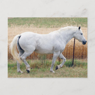 Horse By A Fence Postcard