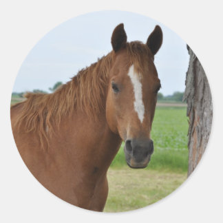 Horse by Tree Classic Round Sticker
