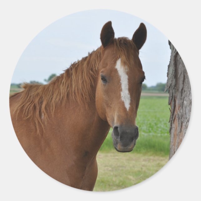 Horse by Tree Classic Round Sticker (Front)
