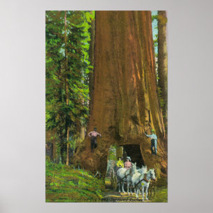 Horse Carriage Under a Giant Redwood Poster