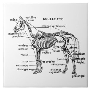 Horse Ceramic Tile