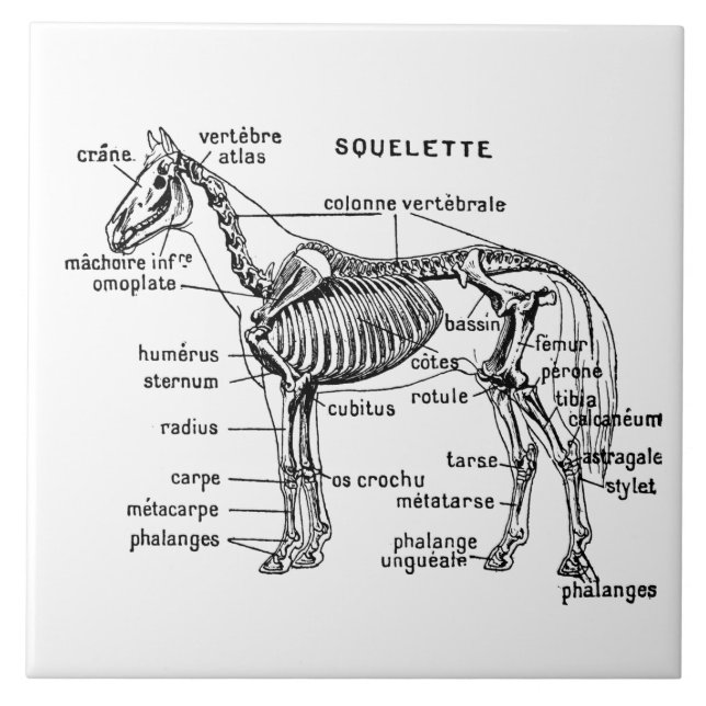 Horse Ceramic Tile (Front)