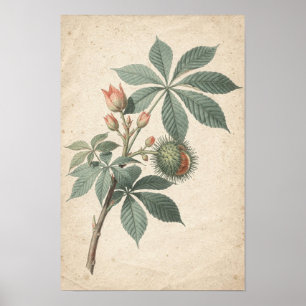 Horse Chestnut Branch Botanical Study on Ivory Poster