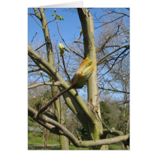 Horse Chestnut bud