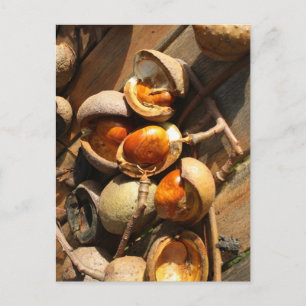 Horse Chestnut Post Card