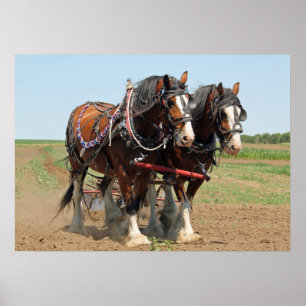 Horse Clydesdale Farming Photo Poster