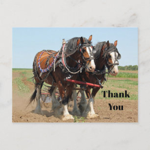 Horse Clydesdale Farming Photo Thank You Postcard