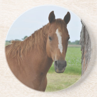 Horse Coaster