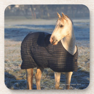 horse coaster