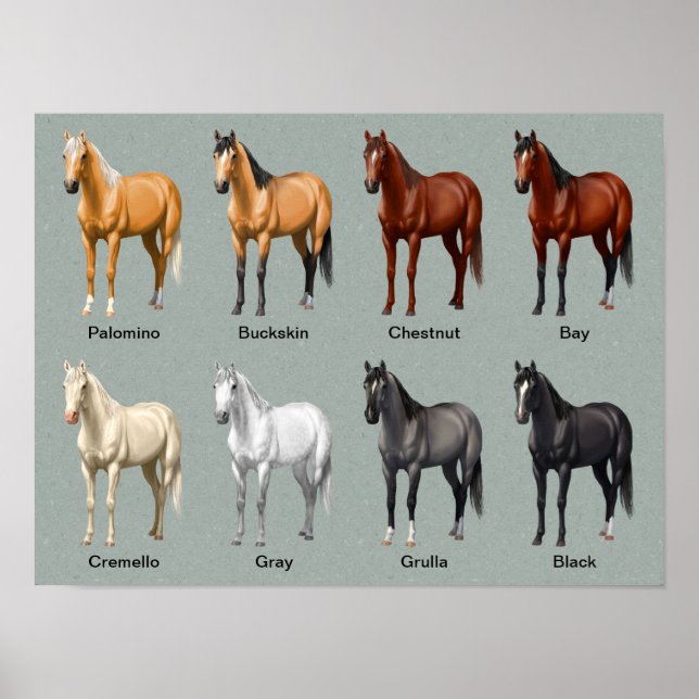 Horse Coat Colors Poster (Front)