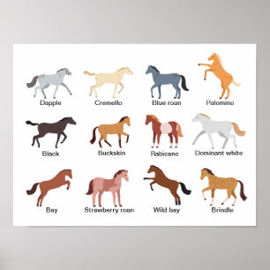 Horse Coat Colours  Poster