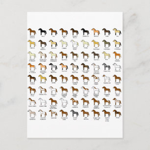 Horse Colours Postcard