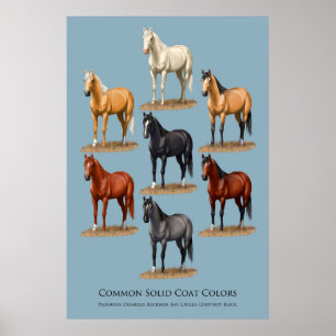 Horse Common Solid Coat Colours Chart