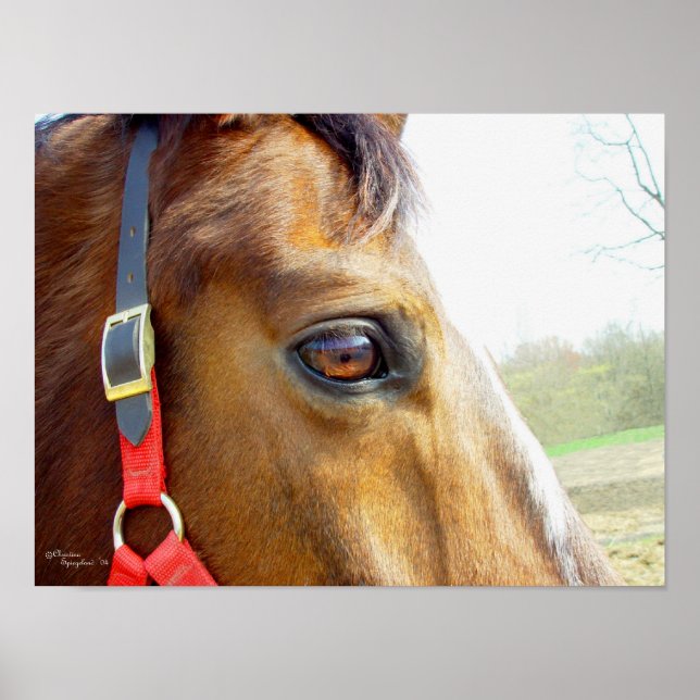 Horse Daydreams Poster (Front)