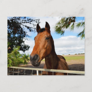 Horse_Delights,_Postcard Postcard