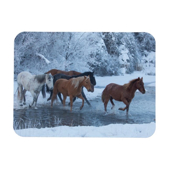 Horse Drive in Winter Magnet (Horizontal)