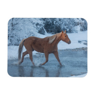 Horse Drive in Winter on Hideout Ranc Magnet