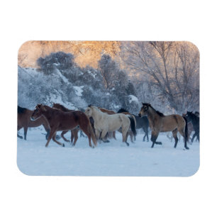 Horse Drive in Winter on Hideout Ranch Magnet
