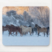 Horse Drive in Winter on Hideout Ranch