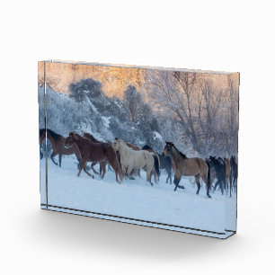 Horse Drive in Winter on Hideout Ranch Photo Block