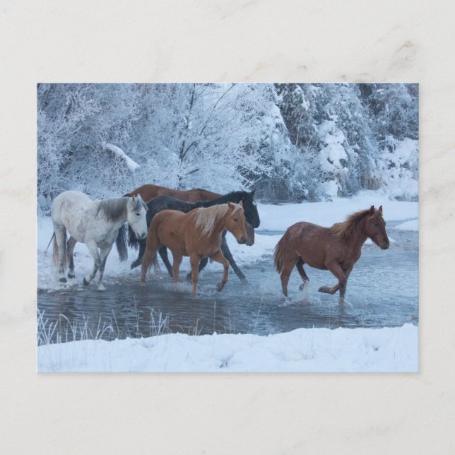Horse Drive in Winter Postcard (Front)
