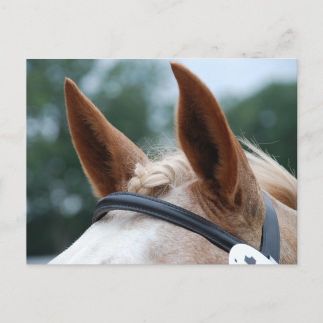 horse ears postcard (Front)