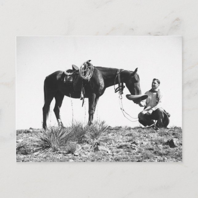 Horse eating from a cowboy's hat. postcard (Front)
