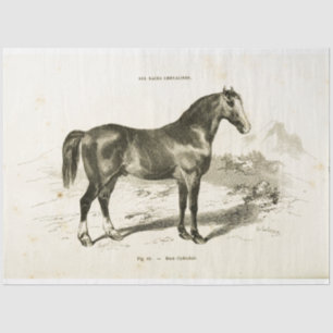 Horse Ephemera Decoupage Vintage French Tissue Paper