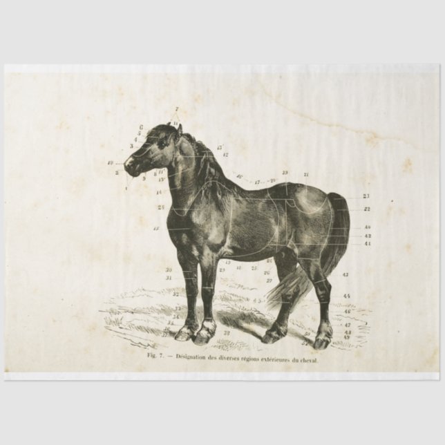 Horse Ephemera Decoupage Vintage French Tissue Paper (Front)