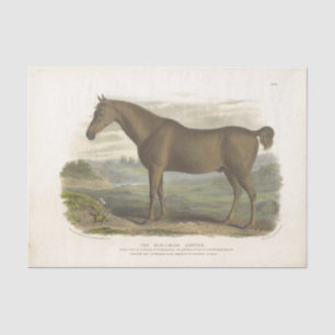 Horse Ephemera Decoupage Vintage Old Irish Hunter Tissue Paper