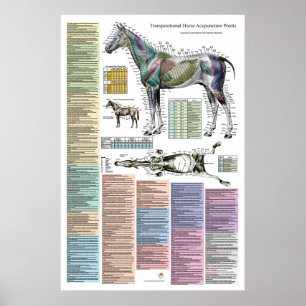 Horse Equine Acupuncture Points Veterinary Poster
