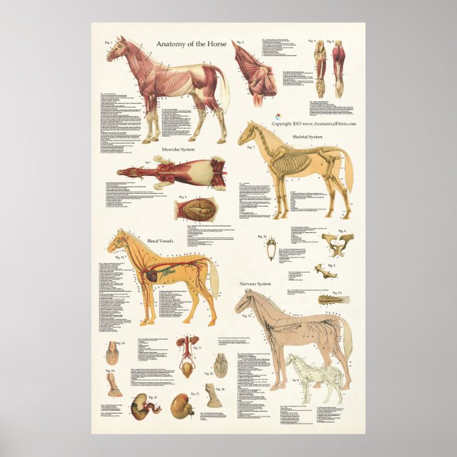 Horse Equine Anatomy Poster Large Format (Front)
