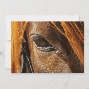 Horse eye