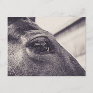 Horse Eye 001 Postcard