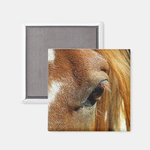 Horse Eye Closeup Magnet