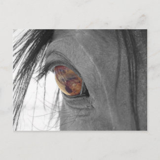 Horse Eye II Postcard