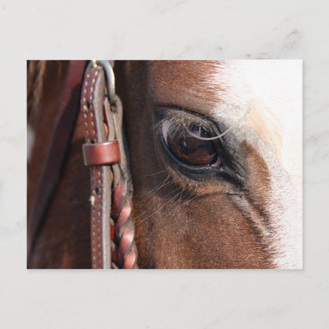 horse eye postcard (Front)