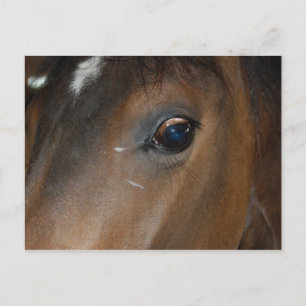 Horse Eye Postcard