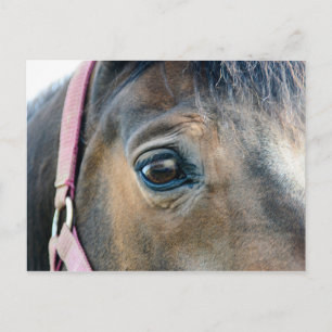 Horse Eye Postcard