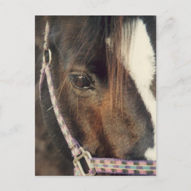 Horse Eye View Postcard (Front)