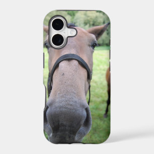 Horse face