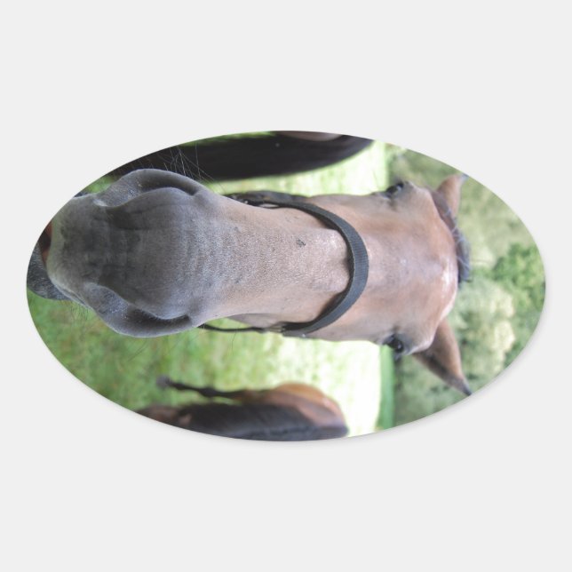 Horse face oval sticker (Front)
