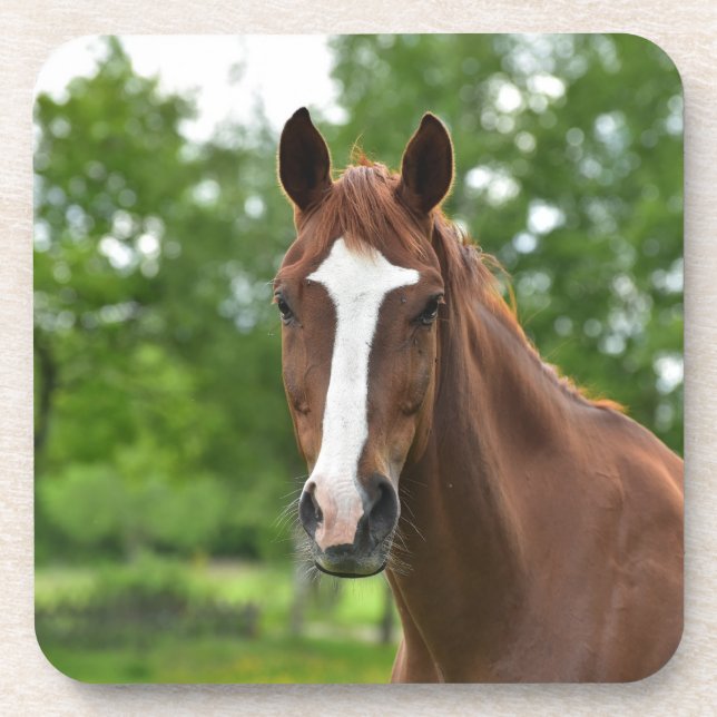 Horse Face With Marking Coaster (Front)