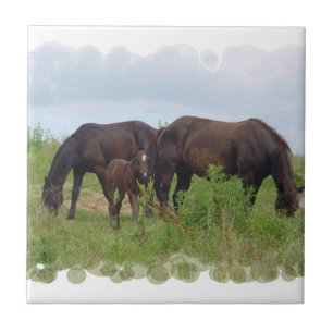 Horse Family Grazing Tile