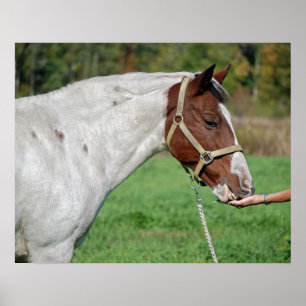 Horse Feed Poster