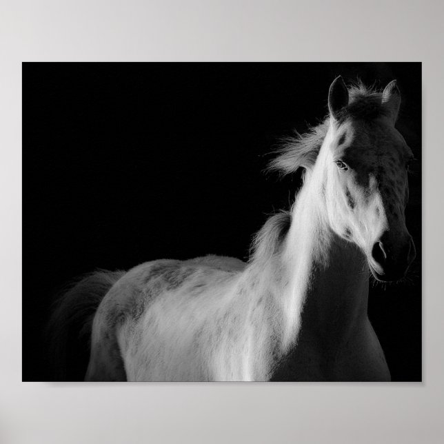 horse,  fine art photography poster (Front)
